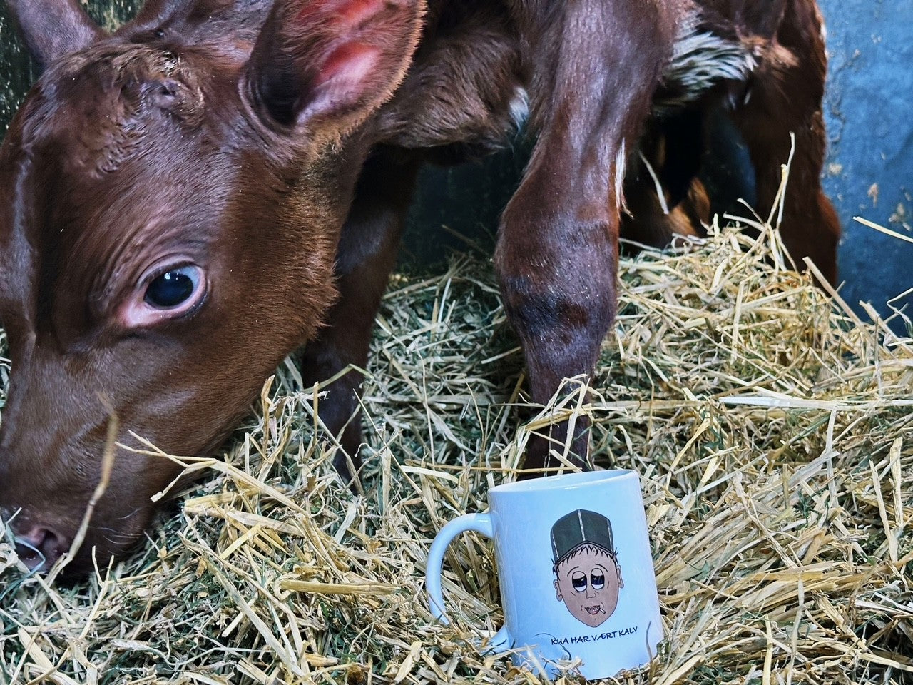 Kua har vært kalv